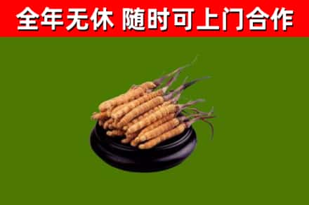 酒泉回收冬虫夏草